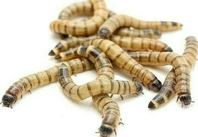 DOUGSBUGZ Live Large Superworms Reptile Feeders - Alive Large Mega Super Worms Pet Food