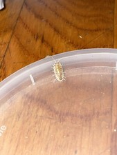 35 Dairy cow Babies with Free Springtails