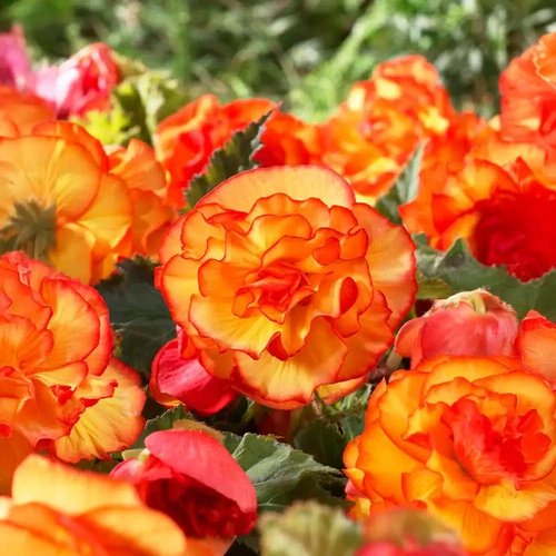 Bare Roots, Begonia Picotee Sunburst Flower Bulbs (Bag of 10)