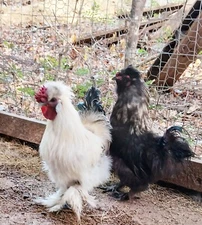 10 Fertile Silkie Chicken Eggs For Hatching