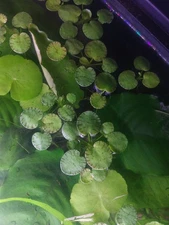 Rare! Tiger Striped Amazon Frogbit Floating Freshwater Easy Aquarium Plant 