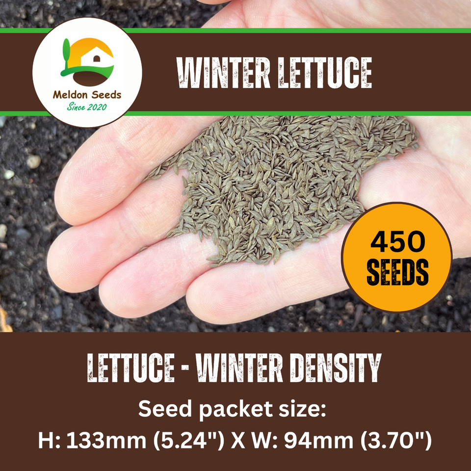 Winter Lettuce Seeds Winter Density 400 Fresh Vegetable Seeds Over ...