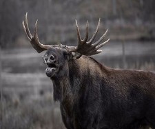 BULL MOOSE CALLING COMPUTER MOUSE PAD 9 x 7