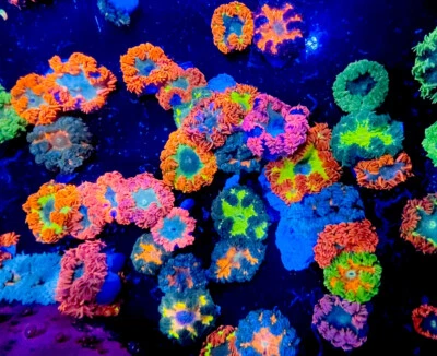 Ultra Rock Flower Anemone (1.5”) ultra Color (one)