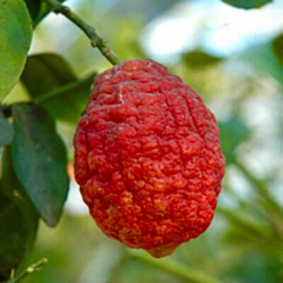 Citrus limon cv ETNA (extra red fruits) - Lemon | Lemon tree