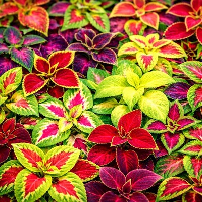 Coleus Rainbow Mix   Buntnessel   Für Innen & Balkon   200 Samen