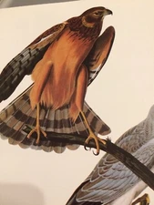 Northern Harrier Audubon Print 11.5" x 15" Lithograph 109 Marsh Hawk