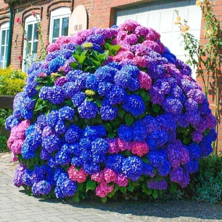 500pcs Blue Pink Purple Hydrangea Seeds - Hardy Perennial Flower Garden Blooms