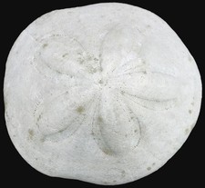 Miozän  Clypeaster cf. brevior  Großer Seeigel  Timpadi Caria  Italien  KE36-2