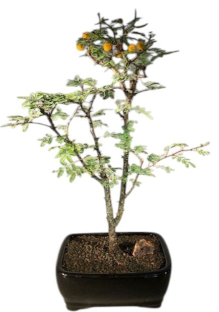 moso bambus pflanze kaufen Moso – Lewis Bamboo