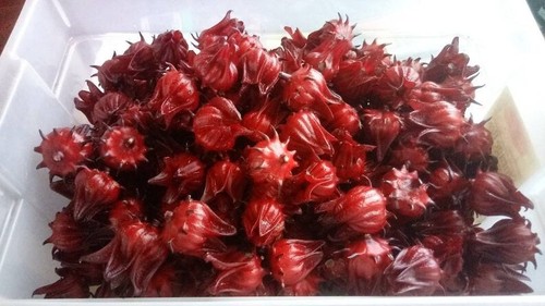 Exotic Edibles and More of NW FL