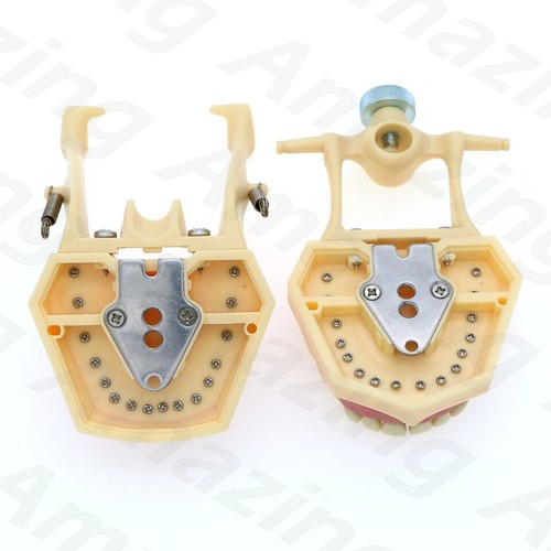 Dental Frasaco AG3 Tipo Typodont Modelo 32PC Dientes Restaurador Extraíble Atornillable - Imagen 6 de 9