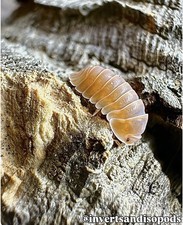 Cubaris Florida Orange    10ct LIVE isopods  Bioactive, clean crew, reptile