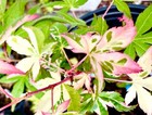 Acer palmatum "Ilarian" rare Japanese maple trade gallon pot