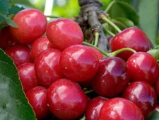 1 -  Bing Sweet Cherry Bare Root Trees, 6"