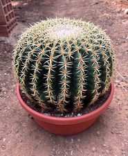 ECHINOCACTUS GRUSONII BREVISPINUS - PIANTA DA GIARDINO -CIOTOLA Ø28
