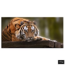 Tiger Wild   Animals BOX FRAMED CANVAS ART Picture HDR 280gsm