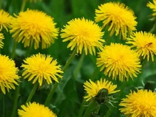 20+ Dandelion Flowers - Seeds - Edible Flowers - Organic - Non Gmo - Heirloom 
