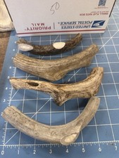 4 PACK 1LB MEDIUM Whitetail Deer Antler Dog Chews Crafts Handles Lot 50