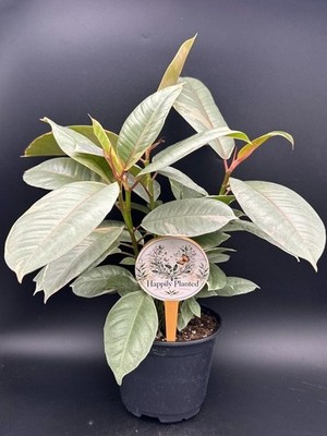 Ficus Ruby - 6'' Pot - Free Shipping