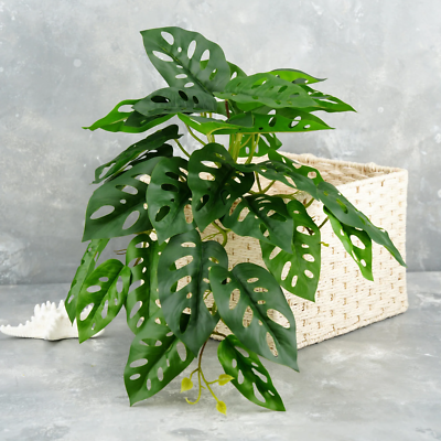Decorative hanging plant Philodendron Monstera Adansonii Grolu, 16 40cm