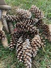 Lot of 100 Pine Cones for Crafts, Decor, Variety of Sizes 4-5”
