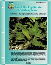 Schlüters sword plant Echinodorus schlueteri / aquarium information card