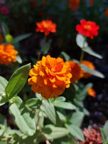 200 SEMI🏵ZINNIA ANGUSTIFOLIA 15-25cm 🌼ZINNIA A FOGLIA STRETTA MIX 🌺2024 - Foto 8 di 10