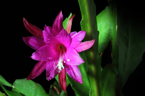 Epicactushybride, Blattcactus unbew. Steckling Disocactus nelsonii (Hybride)