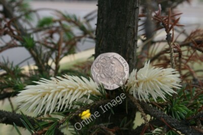 Foto 6x4 Ein Albino Immergrün! Bitte erklären! Lossiemouth Die Nadeln auf c2010