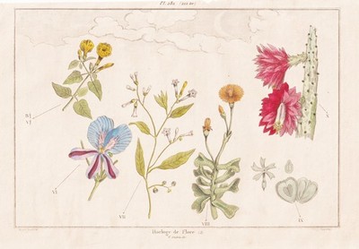Blumenuhr floral clock flower Botanik Blumen Stahlstich Guerin-Meneville 1833