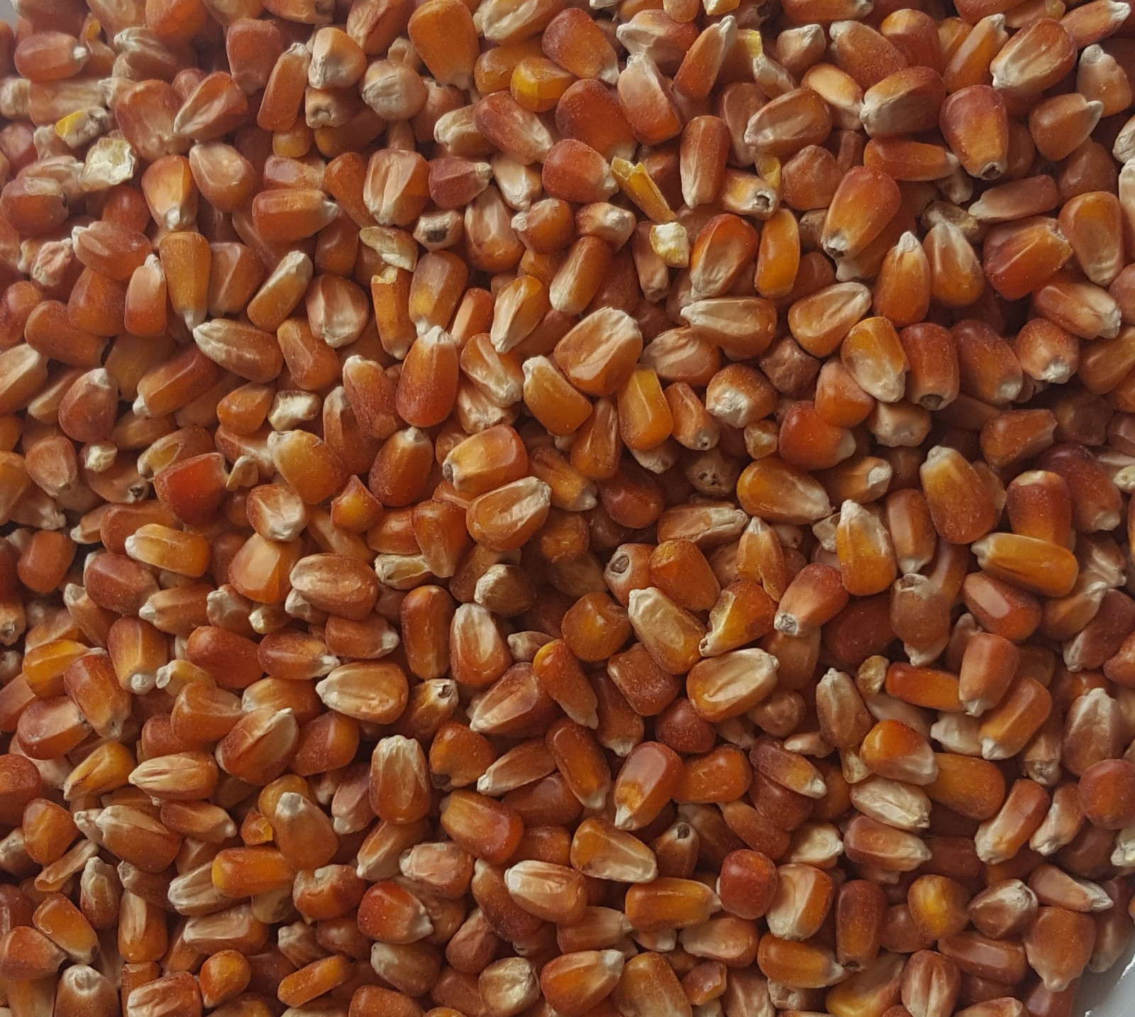 Gelber Futtermais 10kg - Ganzkorn Mais Für Hühner, Tauben & Geflügel