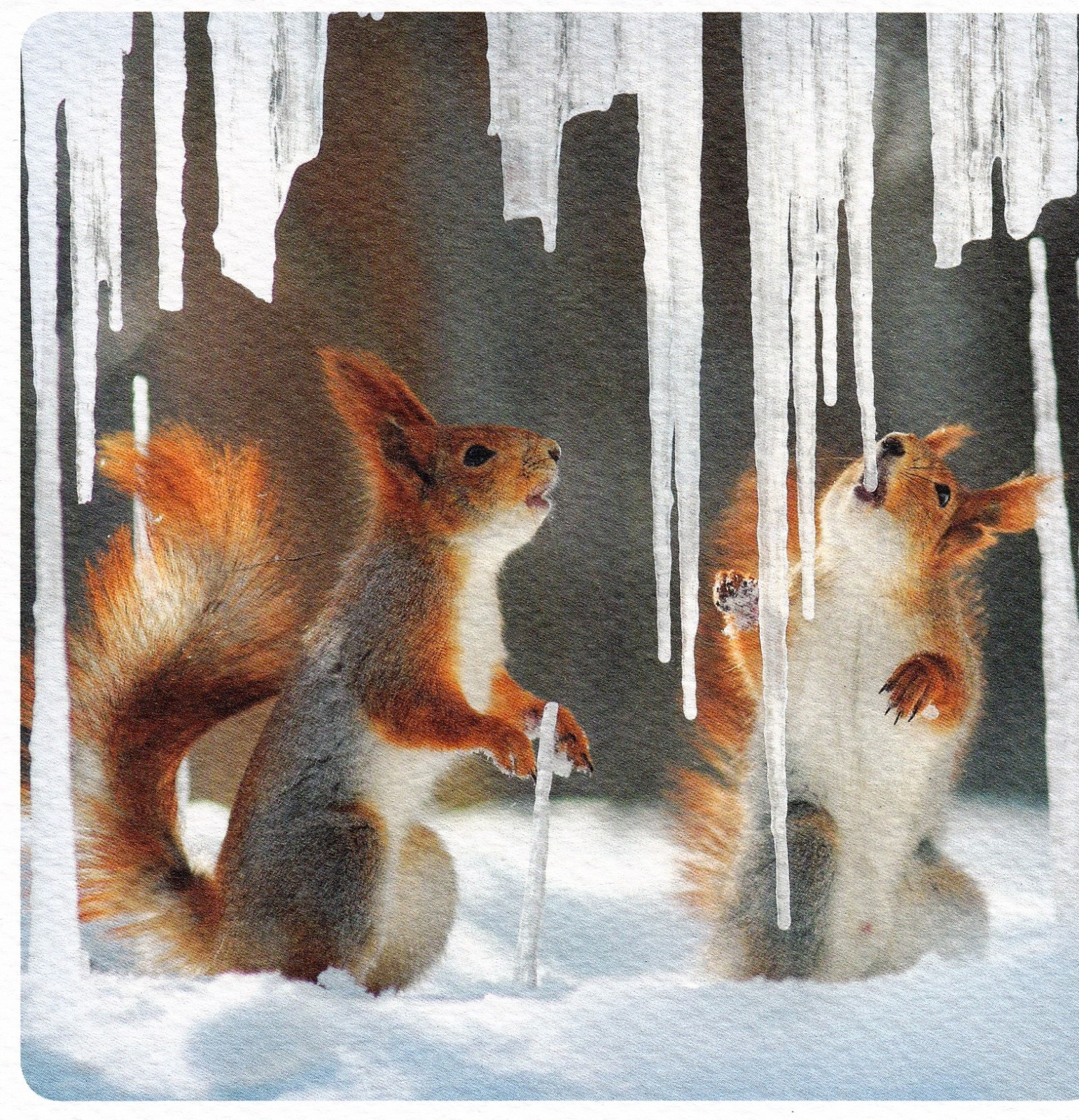 quadratische Postkarte: zwei Eichhörnchen mit Eiszapfen - Eis am Stiel