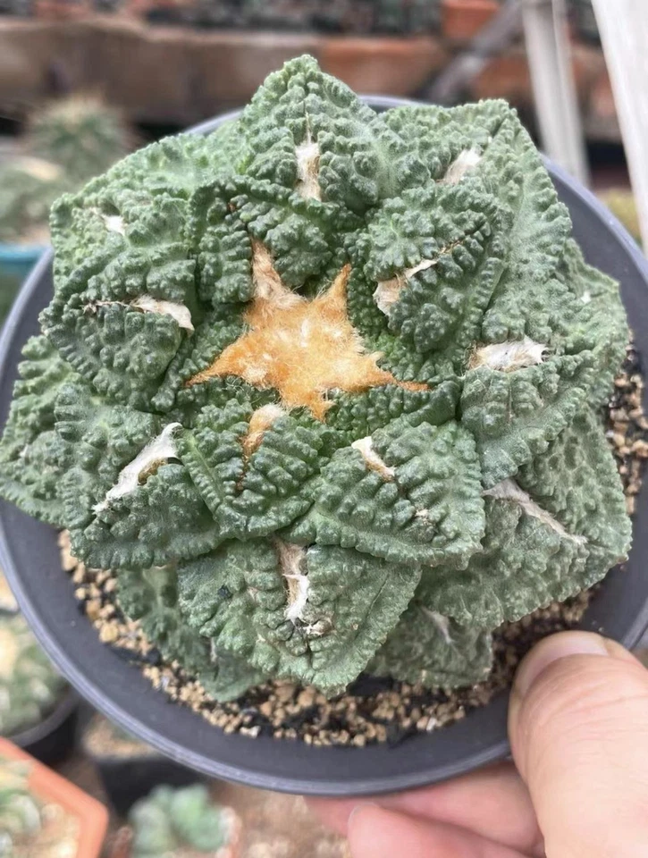 1 pieza 8-10 cm Ariocarpus hintonii Godzill Decoración Jardín Boutique Autoraíz 6-8 cm Foto 3 de 4