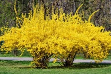 Weeping Forsythia Bush Seeds for Planting (50 Seeds) - Forsythia suspensa