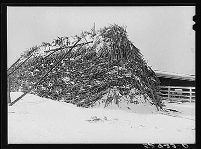 Photo:Stack of winter feed near Frederick, Maryland