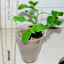 Kaffir lime tree plant, fresh kaffir leaves for Thai cooking, SMALL plant