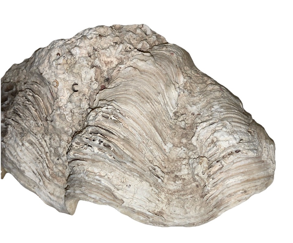 CLAM SHELL - Rare Large Sized with Ridges & Fossilized Coral Patches ...