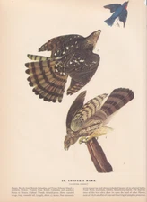 Audubon 1942 Vintage Birds #36 "Cooper's Hawk" Full Color Art Plate Lithograph