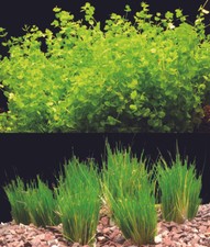 30 Bund Eleocharis Parvula + 10 Bund Micranthemum umbrosum für Aquarium