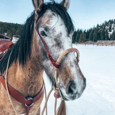 Bosal 40 Plaits, Bosal 5/8" Thickness, High Quality Bosal, 11-inch Rawhide Bosal