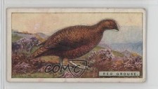 1923 ITC of Canada British Birds Stand-Ups Tobacco Red Grouse #13 0l4h