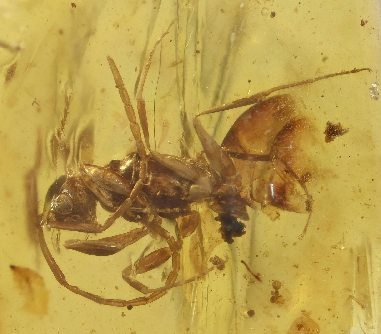RARE Haidomyrmex (Hell Ant), Fossil insect inclusion in Burmese Amber