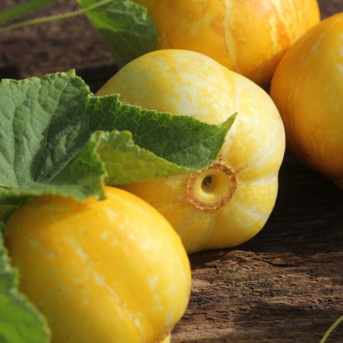 100 Lemon Cucumber Seeds - Everwilde Farms Mylar Seed Packet - Picture 3 of 3
