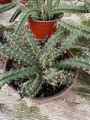 Lady Finger Cactus, Fully Rooted, Echinocereus Pentalophus, Prickly Cactus  In 6 | eBay