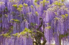 Wisteria sinensis blue climbing plant in pots