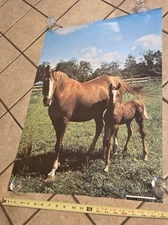 Vtg 1976 Pro Arts Colt Horse Equestrian Poster Medina, OH 19.5x27.5 Farm Country