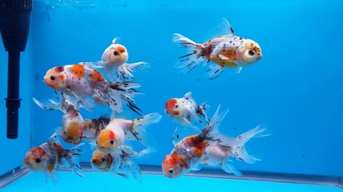 4-Pack Calico Oranda Goldfish 2.0–2.5” – Live Fancy Freshwater Fish for Aquarium