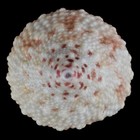 Afbeelding 2 van 4
