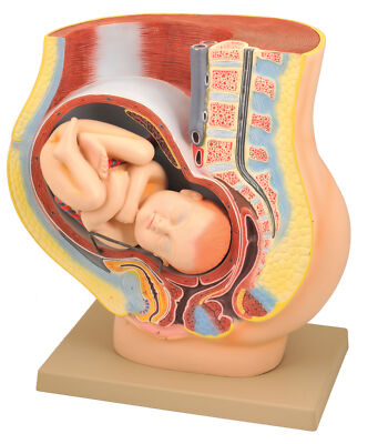 Eisco Labs Human Pregnancy Pelvis Model with Removable Fetus - Hand Painted